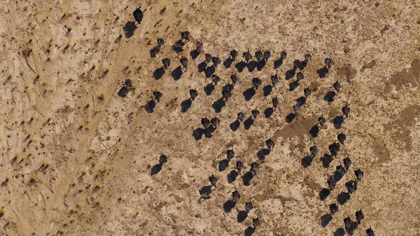 An aerial view of a herd of animals