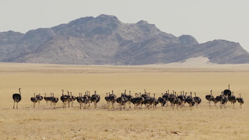 A flock of ostrich migrate