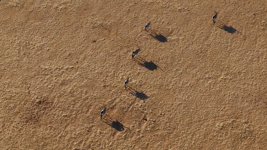 A group of animals crosses a dry barren stretch of safari land on a sunny day their shadows trailing across the sunbaked earth as they move through the open wilderness
