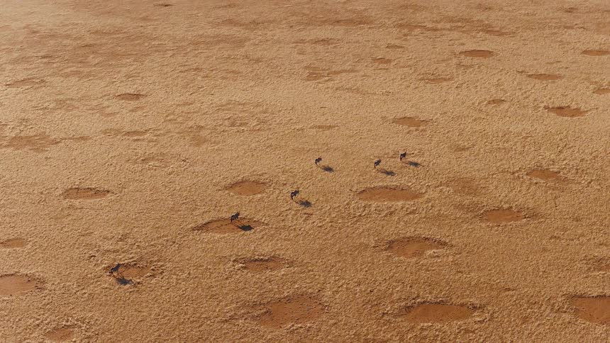 An aerial shot captures a small herd of gemsbok oryx walking across a vast arid desert plain characterized by numerous mysterious circular patches of bare earth