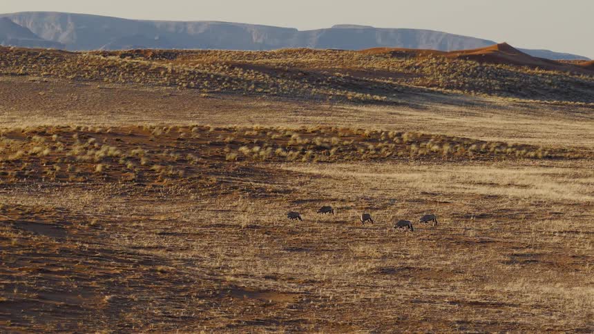 Antelopes walking across arid terrain with dry vegetation and mountains in the background