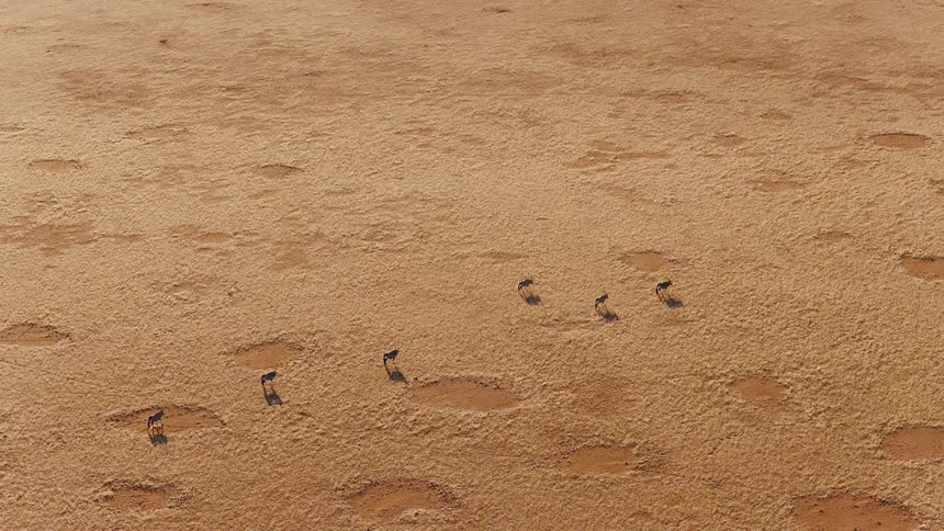 A small herd of oryx walks across a vast dry plain patterned with distinctive fairy circles