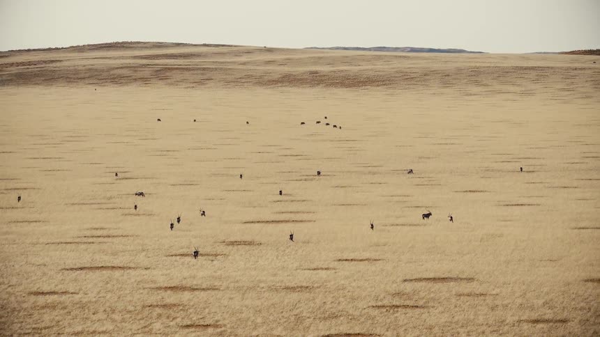 Wild animals in a vast field during the day