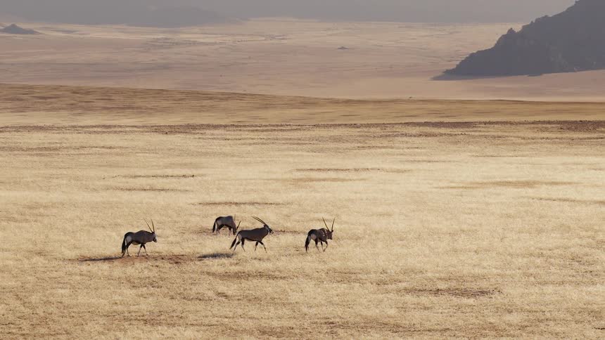 A small herd of antelope walks across a wide desert plain with distant rocky hills