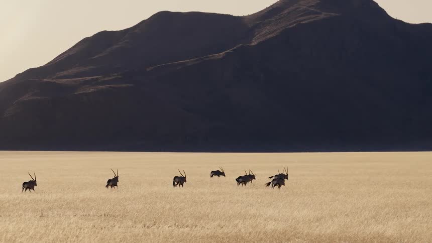 A herd of gazelle moving through a grassland during daytime