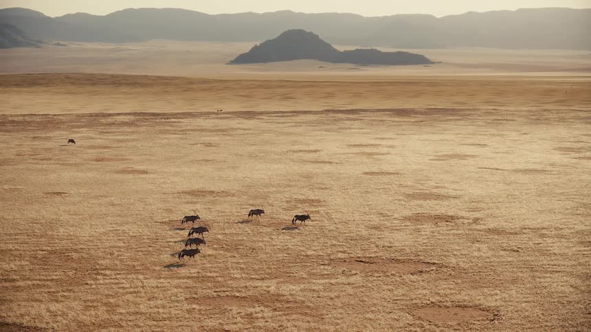 A high angle view of a small herd of oryx walking across a vast dry plain with golden grass towards distant dark mountains under a hazy sun