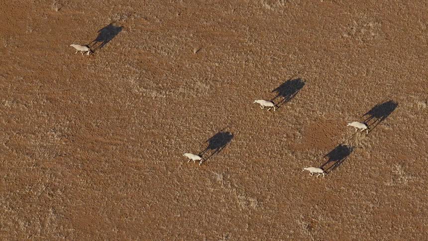 A highangle aerial view tracks a small herd of oryx as they travel across a vast arid landscape casting long shadows in the sunlight