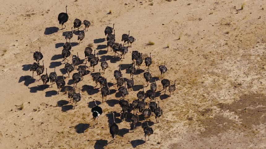 Ostriches walking on a desert outdoors during day time