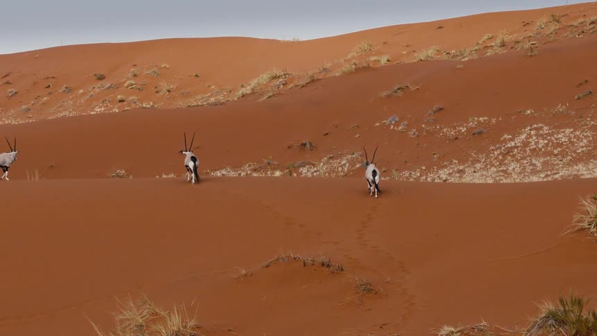 Three gemsbok oryx walk across a steep red sand dune in a desert landscape the animals move slowly over the arid terrain leaving tracks behind them near patches of dry vegetation under an overcast sky