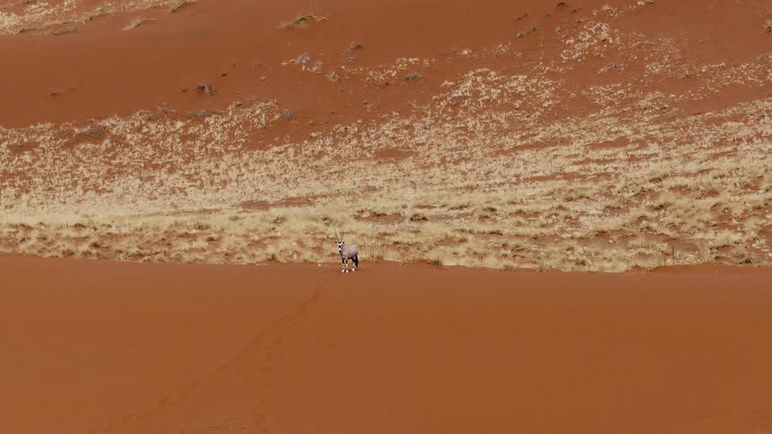 An antelope standing on a sand dune