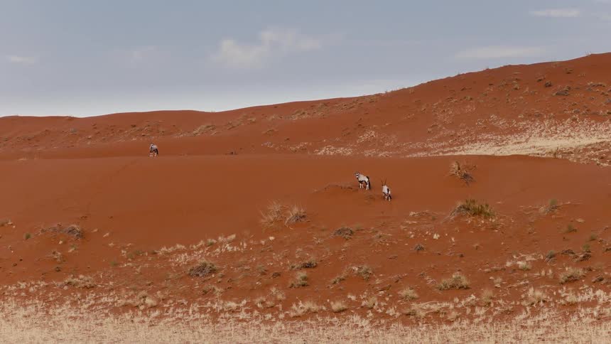 A group of oryx walks over a sunlit desert hill at midday their silhouettes moving steadily across the warm golden slope under the bright open sky