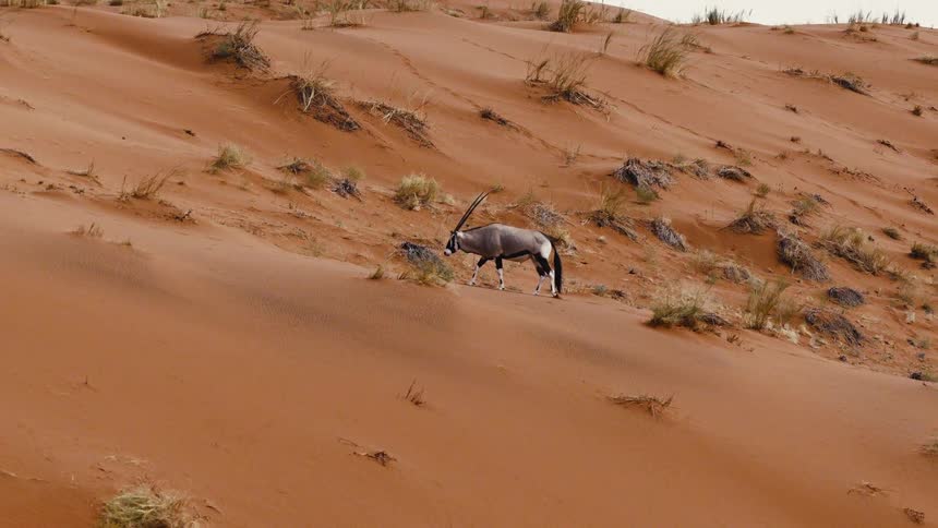 An animal walking up a hill