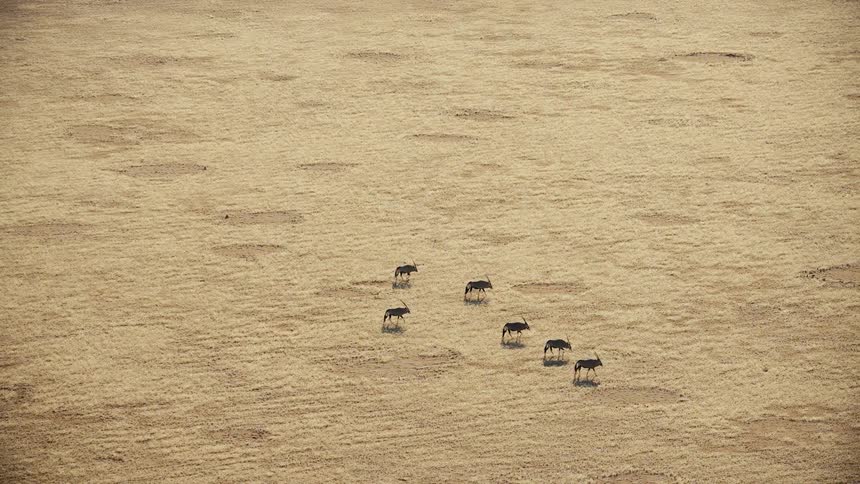 High angle aerial view of a small herd of gemsbok walking across a dry yellow grassy plain casting dark shadows on the textured ground