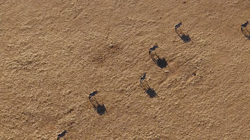 The herd of animals walk slowly together in the grass