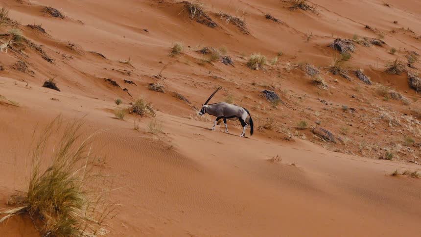 The animal walks up the sand dune