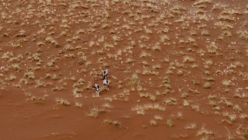 High angle aerial view of three gemsbok walking across a red sand dune covered in scattered dry grass tufts in a desert landscape