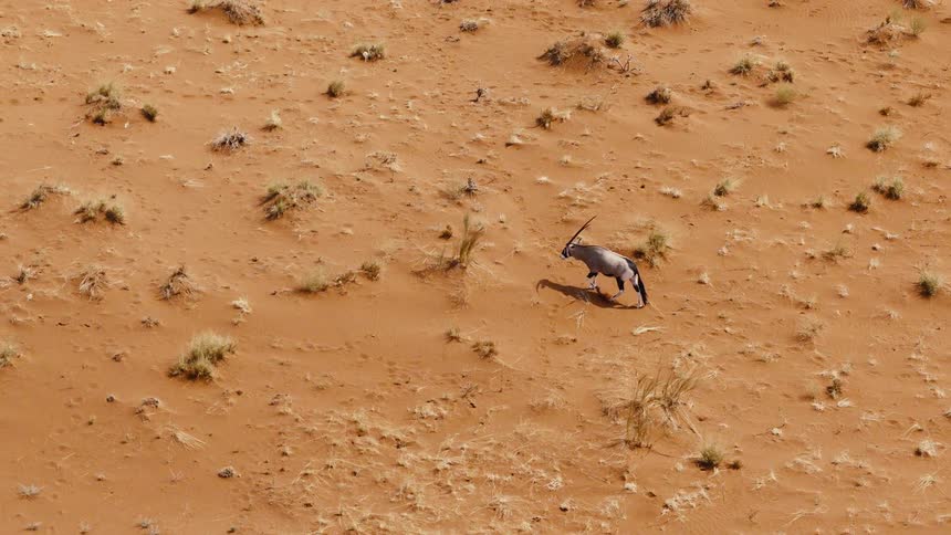 Aerial view of a solitary antelope walking across an orange sand desert landscape