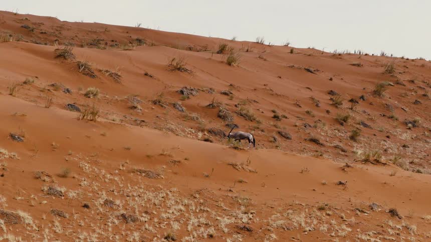 A high angle view of a single oryx grazing on a steep orange sand dune dotted with sparse desert vegetation under a pale sky