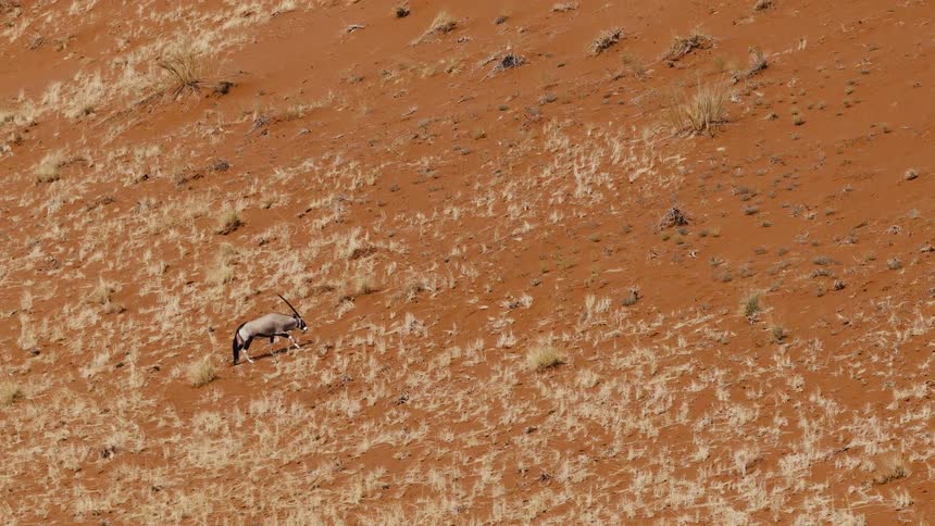 Wild animal walking through red lands