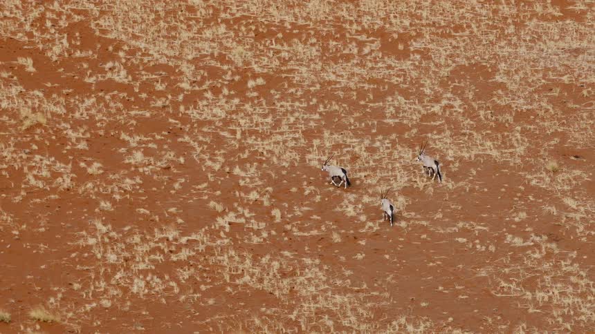 Three antelopes walking on a savanna outdoors during day time