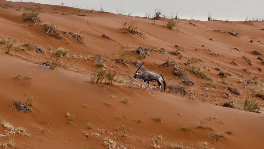 Gemsbok walking across dunes with sparse vegetation