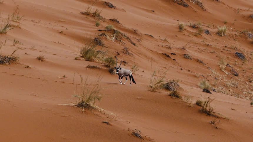 An antelope with long straight horns walks steadily across a steep red sand dune dotted with small patches of dry desert grass
