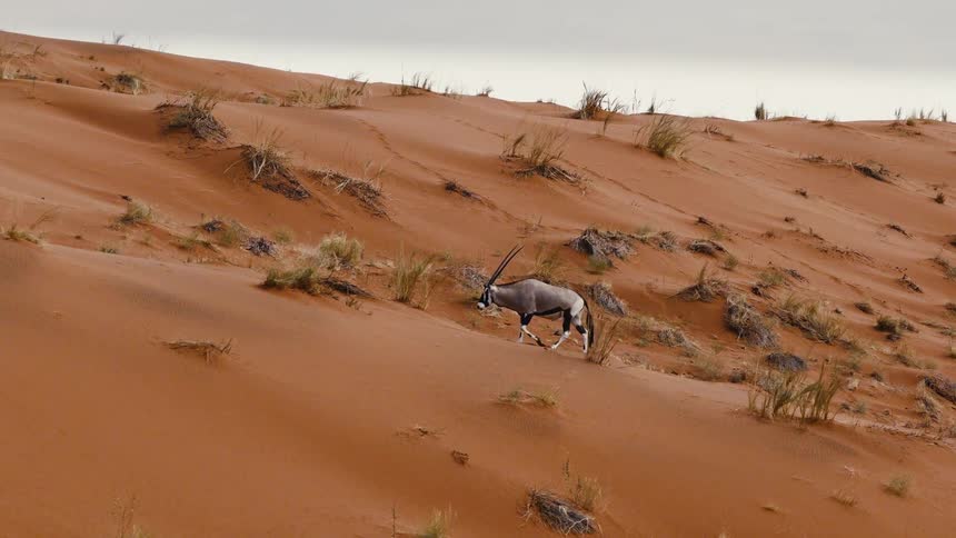 A lone antelope walks across an orange sand desert with sparse vegetation