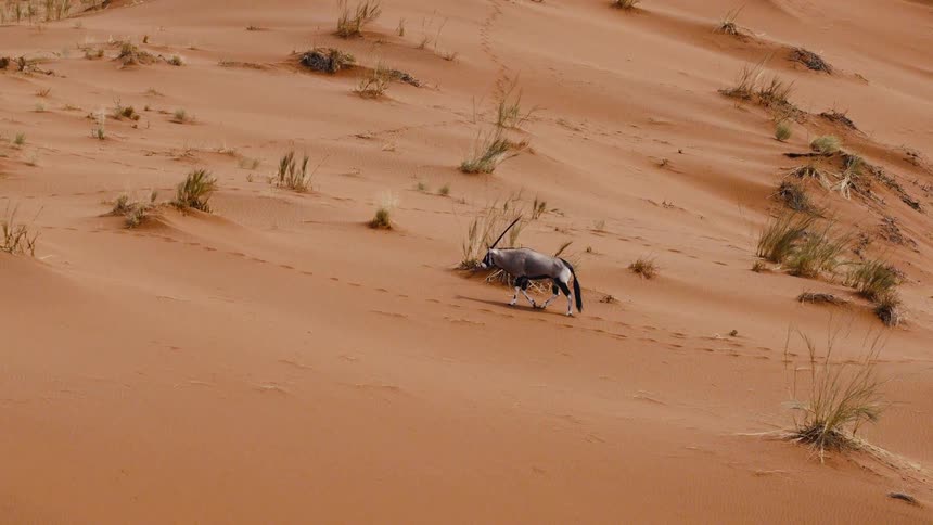 High angle view of a gemsbok walking across a red sand dune dotted with sparse clumps of dry grass