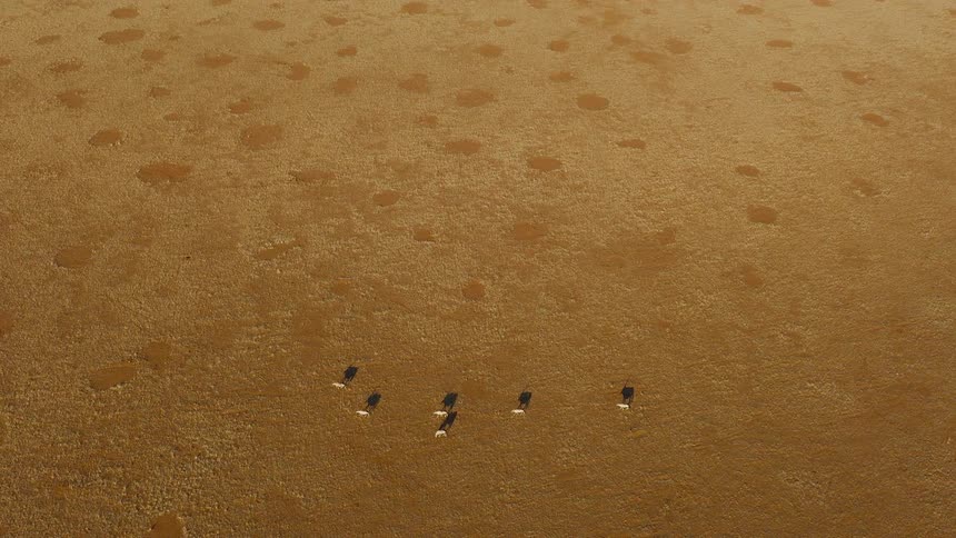 Animals walk in a desert area