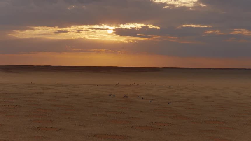 A wide aerial shot captures a herd of antelopes walking across a vast desert plain under a hazy sunset