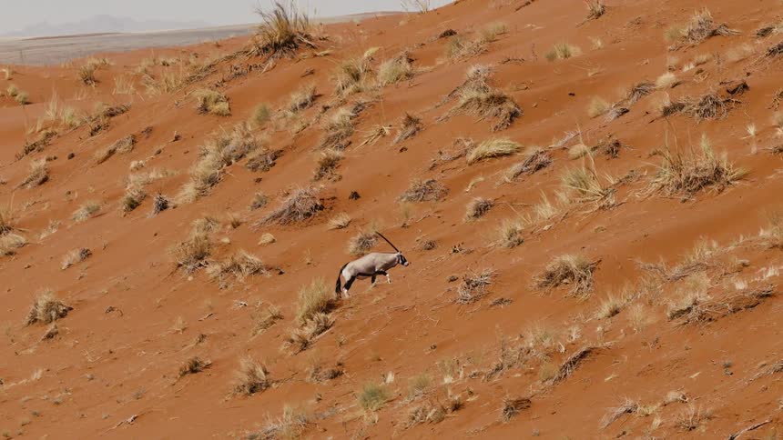 An oryx with long straight horns slowly walks across a steep orange sand dune dotted with small patches of dry desert grass
