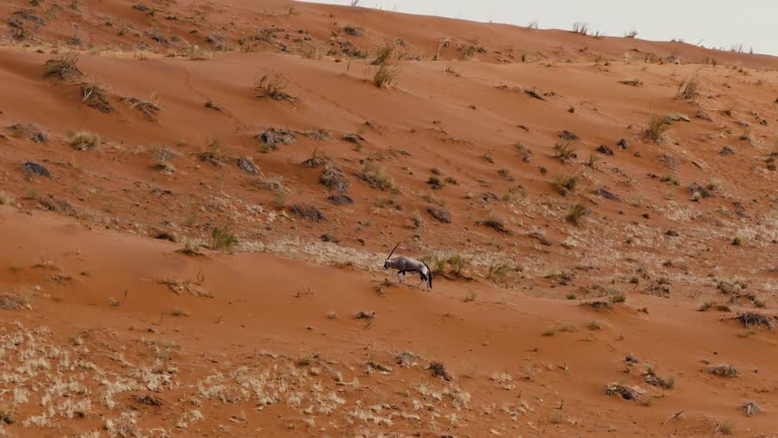 A solitary gemsbok walks across a steep red sand dune covered in scattered dry grass tufts in a desert landscape