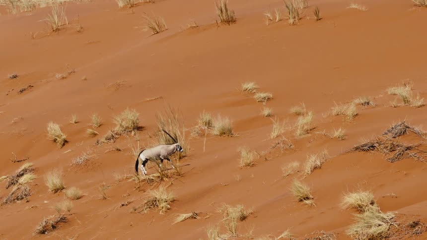 An oryx gracefully navigates a vast sandy slope dotted with sparse desert grasses