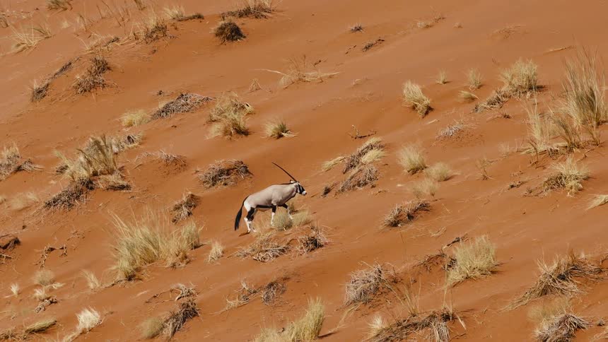 Antelope moves along a reddish sand slope with sparse vegetation