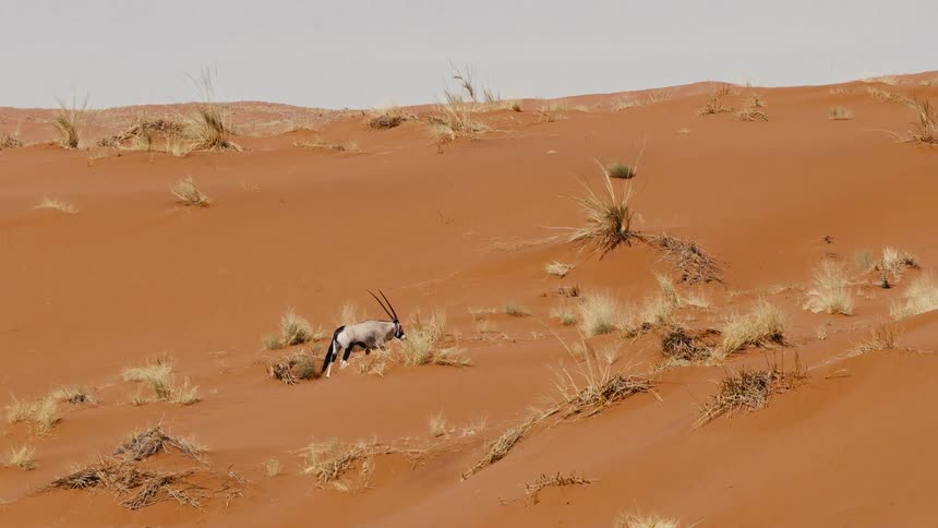Antelope walking on a field outdoors during day time
