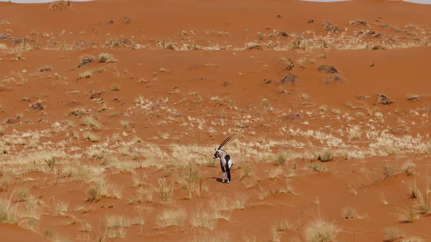 A safari animal walks across a sunlit desert landscape at midday its shadow stretching over the warm sandy terrain