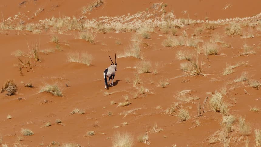 A view of an animal walking outdoors
