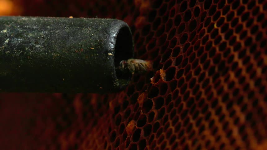 Two bees on a honeycomb being sucked by a bee vaccum