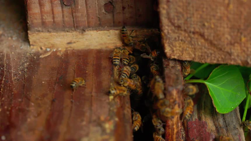Honey bees swarm and crawl through a narrow vertical gap between weathered wooden beams of a structure next to a single green leaf
