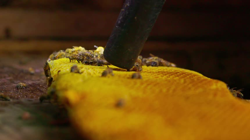 Bees gather on a honeycomb while a metal tool touches its surface in an indoor setting