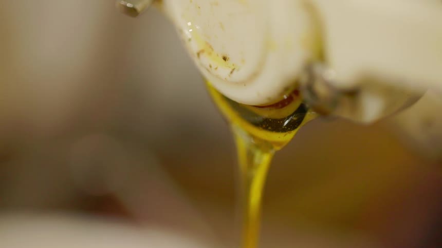 A close view shows a thick stream of golden oil dripping steadily from the white nozzle of an extraction machine