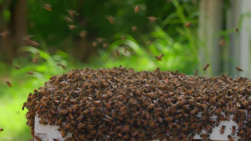 A group of bees flying away from a hive