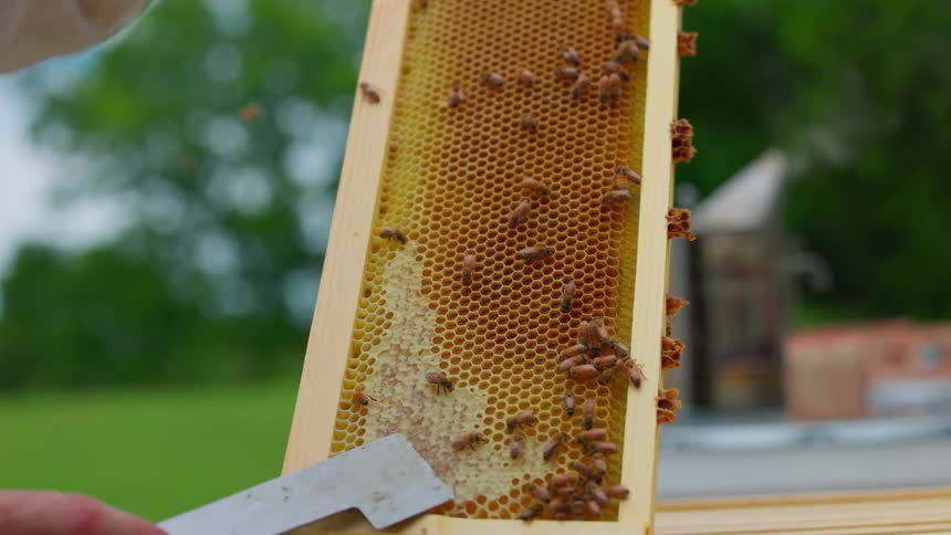 Adult male hands scraping honey from a framed honeycomb full of bees outdoors during day time