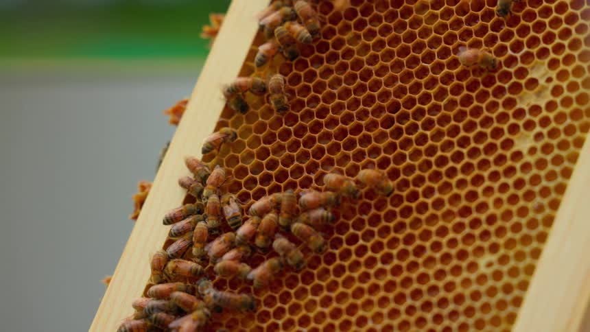 Bees in a beehive