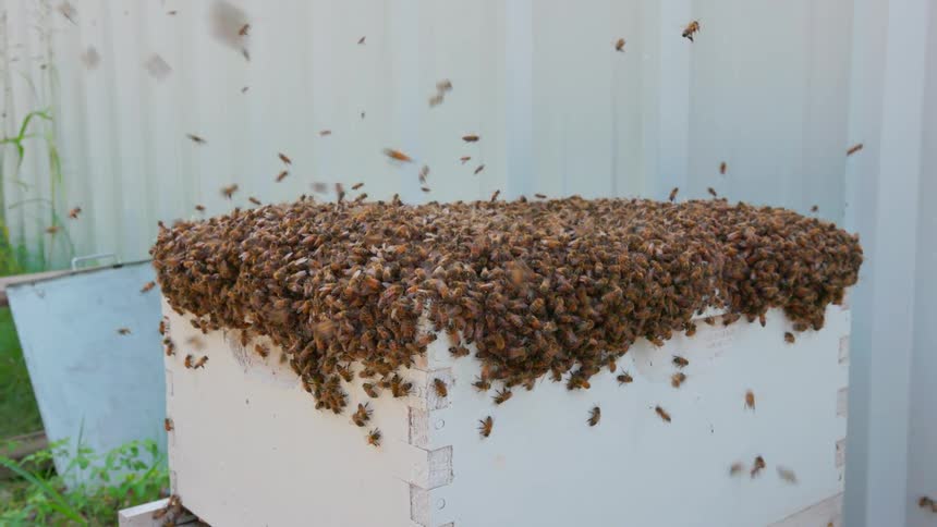 Thousands of honey bees swarm and crawl over the top of a white wooden beehive box while others fly in the air against a backdrop of a metal fence and green grass