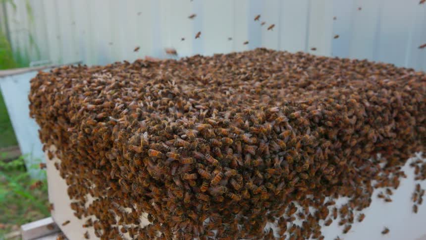 Thousands of honey bees swarm and crawl over the top and sides of a white wooden beehive box situated outdoors near a metal fence and green vegetation