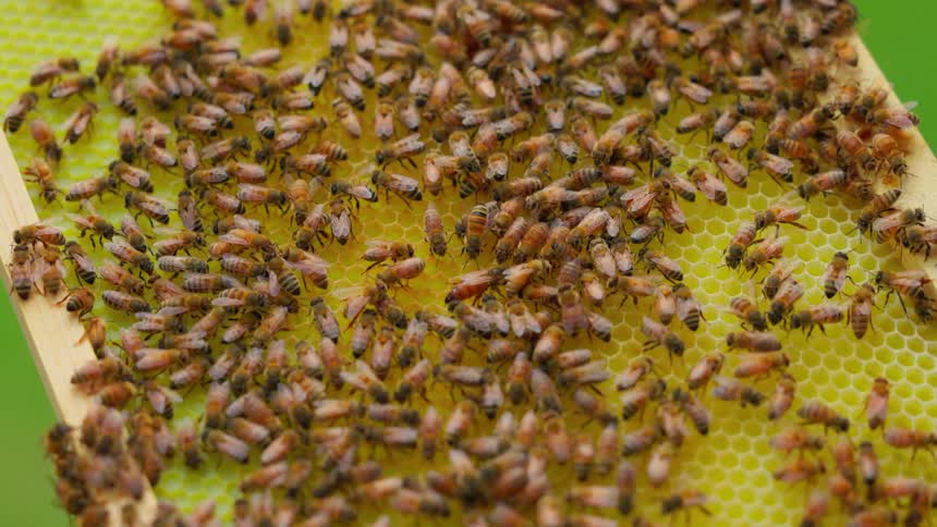 Honey bees crawl across a bright yellow honeycomb foundation held within a wooden frame with a blurred green background