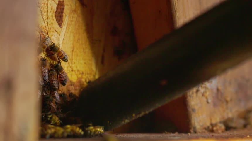 A vaccum is being used to suck up bees