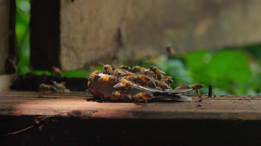 The bees are covering the handbag