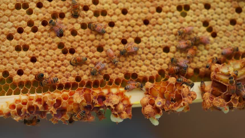 Closeup of honeybees working on a bright honeycomb frame with hexagon hives